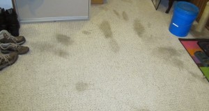carpet cleaner Berkeley